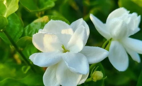 花开茉莉剪枝成双，一半留香一半问