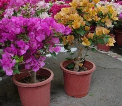 一朵花上极其了好几种颜色