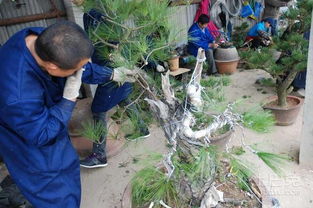 盆栽马尾松不带土移植的技巧揭秘