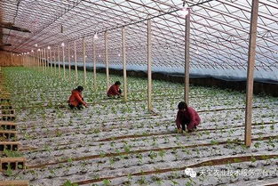 补光灯的误区：电费省下来买种子