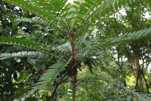 东革阿里属于哪一类植物？它的分类有什么特点
