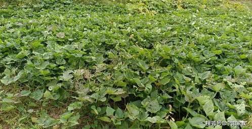 党参北方育苗，避开这些误区，缩短60天周期！