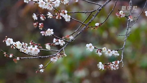 那满山长刺的梅，究竟叫什么呢？