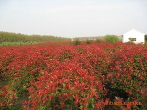 为什么价格会有这么大的差距呢？