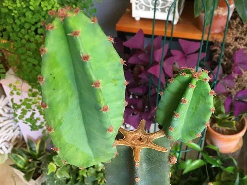 马兰花种在家门前，既美观有欣赏价值，又环保，极好。