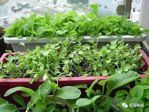 播种时间：春天的魔法时刻