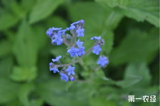 猪屎“屎”花，为何得名