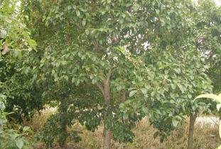 品种多样， 价格各异