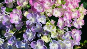 月季花冬眠的过程