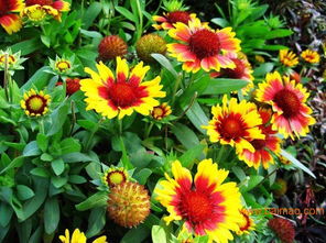 天人菊种子的收集小窍门