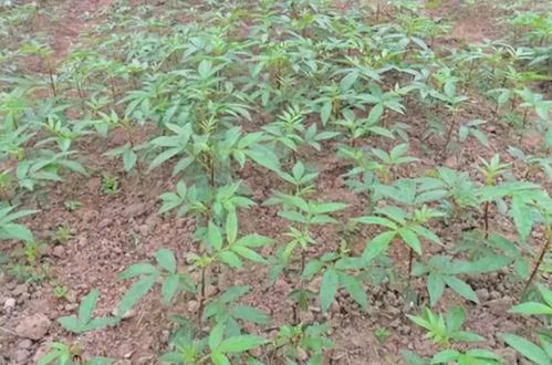 苏子叶在哪个季节种植最为适宜？
