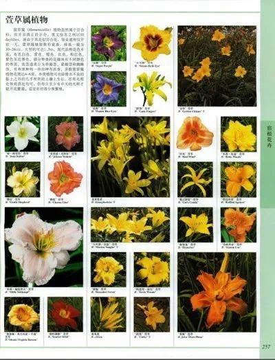 植物的世界， 绿色的奥秘