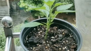 辣椒苗在什么月份种植最合适？春季或秋季哪个时段更适合种植辣椒苗