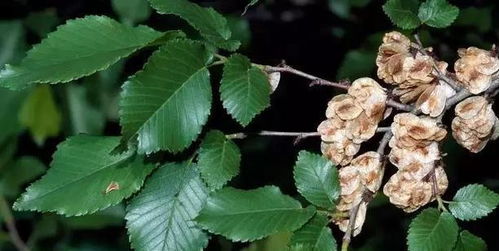 调整光照：夏季是榆树生长旺盛的时期