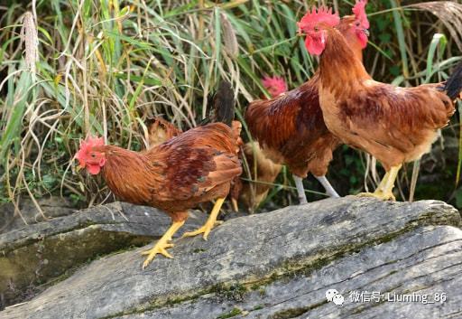 鸡腺胃炎，畜牧养殖领域常见病症