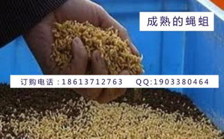 牛粪变宝：创新鱼饲料新选择