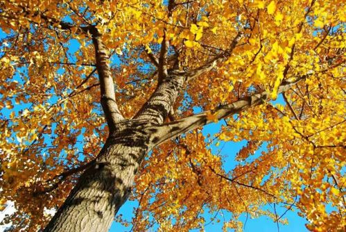 南北栽种环境下的生长速度差异