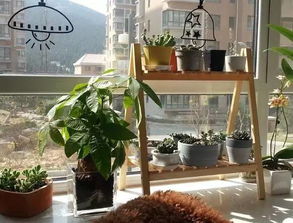 别墅花园种花攻略：新手必堪