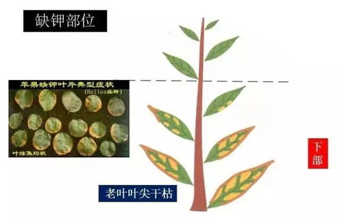 畜牧业中植物叶子边缘焦枯的应对策略及图片展示