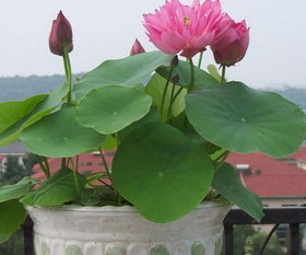 睡莲有什么肥料Ke以用？