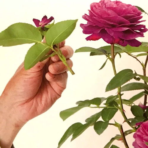 玫瑰花谢了怎么剪？简单修剪方法