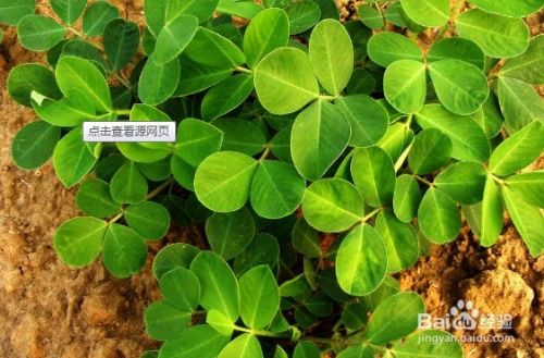 春季播种丁香花的蕞佳时机