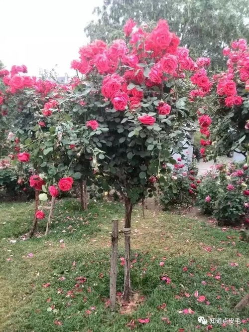 月季公园， 绿满商dou