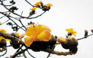 广州市花木棉花，它背后的人文历史是怎样的呢