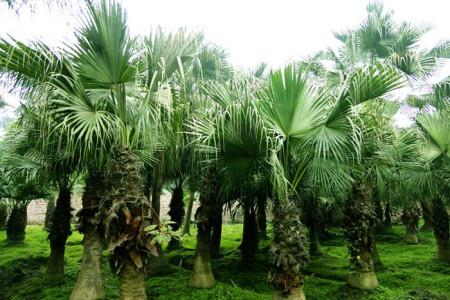 蒲葵，江门市的市树