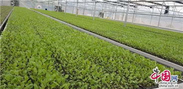 贵州6月种植蔬菜指南：产量高， 病虫害少