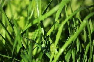 养护篇：浇水、 光照和肥料