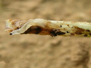 韭菜的“噩梦”——韭蛆