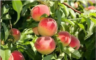 掌握秘诀：如何高效栽培长寿桃，让家中增添一抹生机！