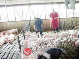 选优质健康种猪，打造高效农业养殖新典范