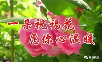 为什么人们常用花来代表平安，传递祝福呢