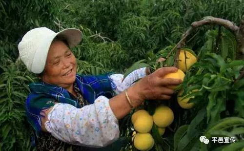 黄桃种植3-5年步入丰产期