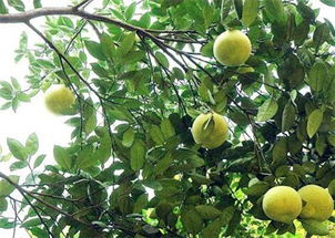 香泡树的养护秘诀