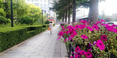 绿化带里的小秘密