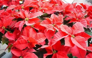 圣诞红：冬日里的红宝石