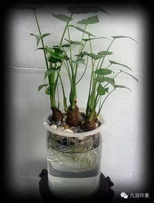 浇花的水，也Neng有毒？