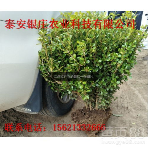 大叶黄杨一平米种植量揭秘