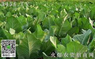 5月份适合种植哪些蔬菜？
