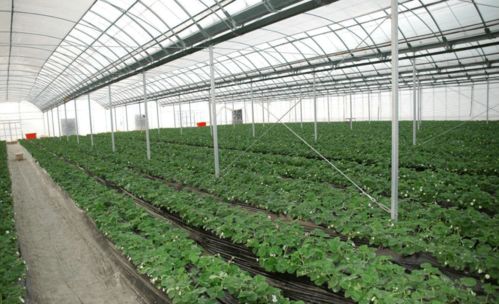 无公害白菜栽培技术