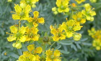 误采毒草怎么自救