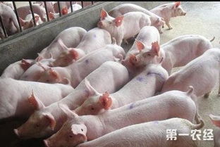 养殖新手必知：如何安全使用杂料喂猪？掌握粗饲料喂养技巧！