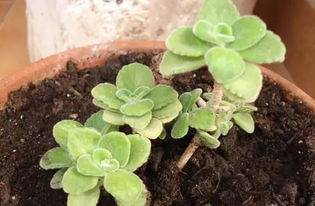 多肉植物碰碰香怎么养？如何让它花开满枝