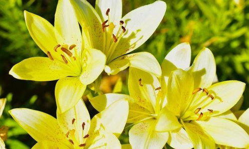 风雨兰：不畏风雨的坚强之花