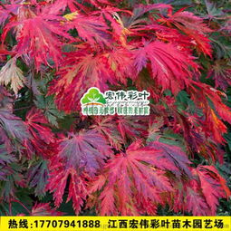 日本红枫：叶色多变， 美丽动人