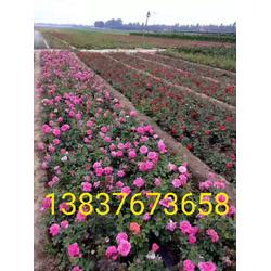 丰花月季的价格：品种不同， 价格各异