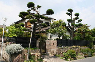 松树种类繁多，用途广泛